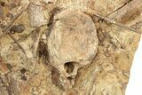 Dinosaur Rib, Metatarsal, and Tendons in Sandstone - Wyoming #229643-3